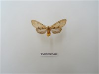 藏品(雄黑燈蛾)的圖片